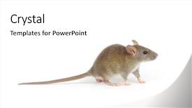  Presentation with white rat - Audience pleasing theme consisting of rat isolated on white background backdrop and a  colored foreground
