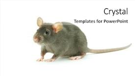  Presentation with white rat - Cool new slides with rat isolated on white backdrop and a white colored foreground