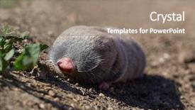  Presentation with rat - PPT layouts consisting of rat nannospalax leucodon in natural background and a coral colored foreground