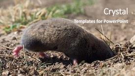  Presentation with rat - PPT theme featuring rat nannospalax leucodon in natural background and a gray colored foreground