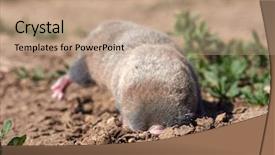  Presentation with rat - Colorful PPT theme enhanced with rat nannospalax leucodon in natural backdrop and a coral colored foreground
