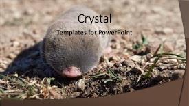  Presentation with rat - Beautiful PPT theme featuring rat nannospalax leucodon in natural backdrop and a mint green colored foreground