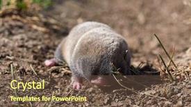  Presentation with rat - Amazing PPT theme having rat nannospalax leucodon in natural backdrop and a tawny brown colored foreground
