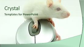  Presentation with white rat - Presentation theme having rat on computer mouse background and a soft green colored foreground