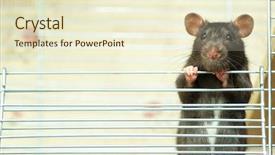  Presentation with rat - Amazing presentation theme having rat sits in cage backdrop and a cream colored foreground