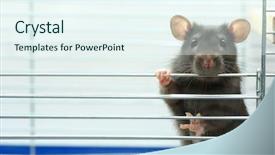  Presentation with rat - Beautiful presentation theme featuring rat sits in cage backdrop and a sky blue colored foreground