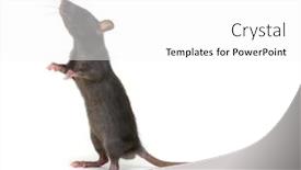  Presentation with rat - Colorful PPT theme enhanced with rat-standing-on-hind-legs backdrop and a white colored foreground