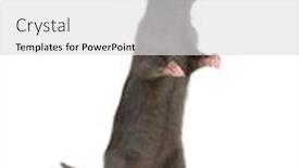  Presentation with white rat - Colorful PPT theme enhanced with rat-standing-on-hind-legs backdrop and a light gray colored foreground