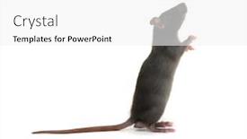  Presentation with white rat - PPT layouts with rat-standing-on-hind-legs background and a white colored foreground