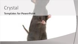  Presentation with white rat - PPT theme featuring rat-standing-on-hind-legs background and a white colored foreground