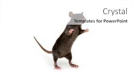  Presentation with white rat - Theme featuring rat-standing-on-hind-legs background and a white colored foreground