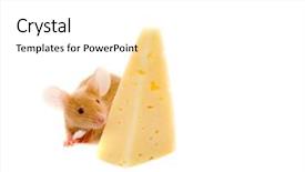  Presentation with rat - Amazing presentation theme having rat with a slice of cheese isolation on white backdrop and a white colored foreground