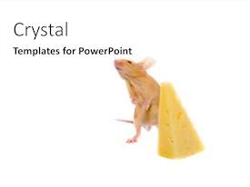 Powerpoint Rats Rat With A Slice PPT template 69 | CrystalGraphics