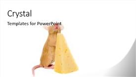  Presentation with white rat - Presentation theme with  background and a  colored foreground
