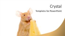  Presentation with white rat - Audience pleasing theme consisting of rat with a slice of cheese isolation on white backdrop and a white colored foreground