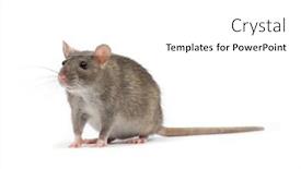  Presentation with rat - 
