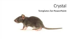  Presentation with rat - Theme with rat background and a  colored foreground