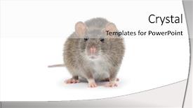  Presentation with rat - PPT layouts enhanced with rat background and a white colored foreground