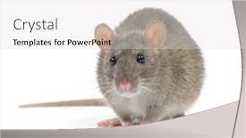  Presentation with rat - Slides consisting of rat background and a light gray colored foreground
