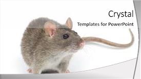  Presentation with rat - PPT theme consisting of rat background and a white colored foreground