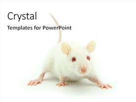 Powerpoint Rats Albino Rats PPT template 11 | CrystalGraphics