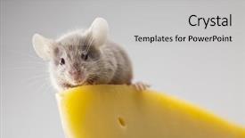  Presentation with rat - Presentation with rat background and a light gray colored foreground