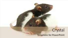  Presentation with rat - Cool new presentation theme with rat backdrop and a coral colored foreground