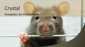 Presentation with rat - PPT theme featuring rat background and a coral colored foreground
