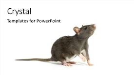  Presentation with rat - Audience pleasing PPT theme consisting of rat backdrop and a white colored foreground