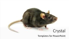  Presentation with rat - PPT theme having rat background and a white colored foreground