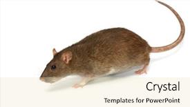  Presentation with rat - Amazing slides having rat backdrop and a lemonade colored foreground