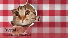  Presentation with british - PPT layouts enhanced with ration - british cat looking through hole background and a red colored foreground
