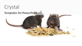  Presentation with rats - Presentation design featuring rats-and-rodents-feed-isolated background and a white colored foreground