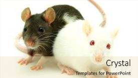  Presentation with rats - Presentation theme having rats isolated background and a blonde colored foreground