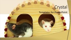  Presentation with rats - PPT layouts having rats background and a yellow colored foreground