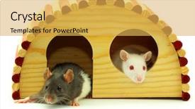  Presentation with rats - Slides featuring rats background and a yellow colored foreground