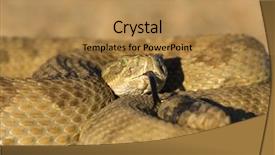  Presentation with focus - Slides consisting of rattlesnake close up focus background and a coral colored foreground