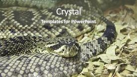  Presentation with anatomical position - Slide deck having rattlesnake coiled in a resting background and a gray colored foreground