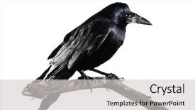  Presentation with raven black - Presentation design featuring raven - black crow isolated on white background and a light gray colored foreground