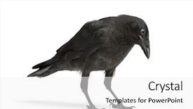  Presentation with crow - Beautiful slide set featuring raven - young carrion crow - corvus backdrop and a white colored foreground