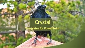  Presentation with raven - Amazing slide set having raven at bryce canyon national backdrop and a tawny brown colored foreground