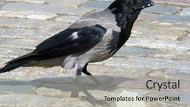  Presentation with raven - Amazing presentation having raven on pavement and ice backdrop and a light gray colored foreground