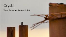  Presentation with raven - Beautiful presentation theme featuring raven perched on a pole backdrop and a light gray colored foreground