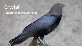  Presentation with raven - Presentation theme enhanced with caw - raven background and a gray colored foreground