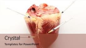  Presentation with animal - Presentation theme with raw animal heart and syringes background and a red colored foreground