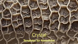  Presentation with stomach - PPT theme with raw-beef-honeycomb-tripe-second background and a tawny brown colored foreground