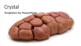  Presentation with kidney - Presentation with raw beef kidney on white background and a white colored foreground