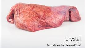  Presentation with lungs - Amazing presentation theme having raw-beef-lungs-on-white backdrop and a white colored foreground
