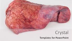  Presentation with lungs - Audience pleasing PPT theme consisting of raw-beef-lungs-on-white backdrop and a lemonade colored foreground