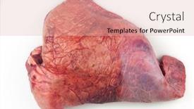  Presentation with lungs - PPT theme consisting of raw-beef-lungs-on-white background and a lemonade colored foreground